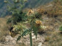 Cirsium bertolonii