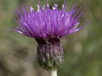 Cirsium dissectum 59, Spaanse ruiter, Saxifraga-Willem van Kruijsbergen