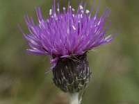 Cirsium dissectum 60, Spaanse ruiter, Saxifraga-Willem van Kruijsbergen