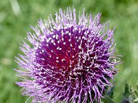 Cirsium eriophorum 49, Wollige distel, Saxifraga-Sonja Bouwman  Wollige distel - Cirsium eriophorum - Asteraceae familie; Ramosch (Zw)