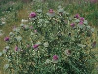 Cirsium eriophorum 51, Wollige distel, Saxifraga-Jan van der Straaten