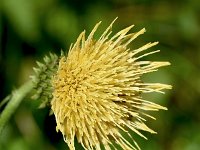 Cirsium erisithales 14, Bleekgele vederdistel, Saxifraga-Sonja Bouwman  Bleekgele vederdisel - Cirsium erisithales - Asteraceae familie