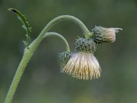 Cirsium erisithales 16, Bleekgele vederdistel, Saxifraga-Luuk Vermeer