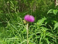 Cirsium helenioides 16, Saxifraga-Hans Grotenhuis