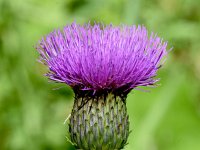 Cirsium heterophyllum 23, Saxifraga-Sonja Bouwman  Ongelijkbladige distel - Cirsium heterophyllum - Asteraceae familie