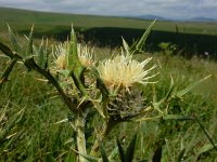 Cirsium kosmelii 2, Saxifraga-Ed Stikvoort