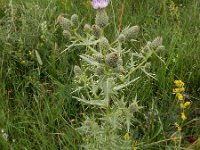 Cirsium leucocephalum