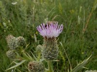 Cirsium leucocephalum ssp leucocephalum 2, Saxifraga-Ed Stikvoort