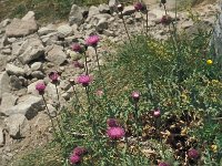 Cirsium morisianum 2, Saxifraga-Jan van der Straaten