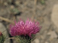 Cirsium morisianum 3, Saxifraga-Jan van der Straaten