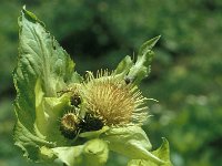 Cirsium oleraceum 55, Moesdistel, Saxifraga-Jan van der Straaten