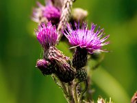 Cirsium palustre 54, Kale jonker, Saxifraga-Bart Vastenhouw