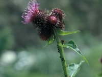 Cirsium rivulare 24, Oeverdistel, Saxifraga-Jan van der Straaten