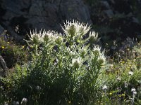 Cirsium spinosissimum 25, Saxifraga-Luuk Vermeer