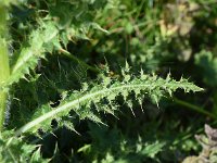 Cirsium spinosissimum 26, Saxifraga-Sonja Bouwman  Stekelige vederdistel - Cirsium spinosissimum - Asteraceae familie