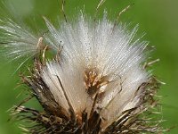 Cirsium vulgare 33, Speerdistel, Saxifraga-Sonja Bouwman