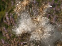 Cirsium vulgare 40, Speerdistel, Saxifraga-Jan van der Straaten