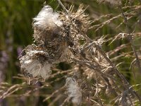 Cirsium vulgare 41, Speerdistel, Saxifraga-Jan van der Straaten
