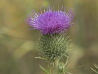 Cirsium vulgare 6, Speerdistel, Saxifraga-Willem van Kruijsbergen