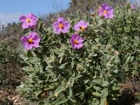 Cistus albidus 39, Saxifraga-Ed Stikvoort