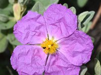 Cistus albidus 41, Saxifraga-Sonja Bouwman  Grey-leaved cistus - Cistus albidus - Cistaceae familie; Cabo de Sao Vincente (Pt)