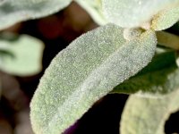 Cistus albidus 45, Saxifraga-Sonja Bouwman  Grey-leaved cistus - Cistus albidus - Cistaceae familie