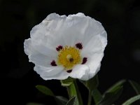 Cistus ladanifer 31, Saxifraga-Luuk Vermeer