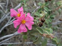 Cistus parviflorus 4, Saxifraga-Ed Stikvoort