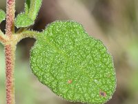 Cistus salviifolius 62, Saxifraga-Sonja Bouwman  Sage-leaved rock-rose - Cistus salviifolius - Cistaceae familie