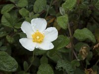 Cistus salviifolius 64, Saxifraga-Willem van Kruijsbergen