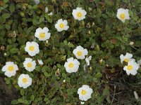 Cistus salviifolius 69, Saxifraga-Willem van Kruijsbergen