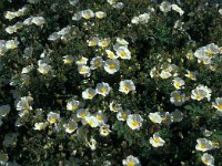 Cistus salviifolius 72, Saxifraga-Jan van der Straaten