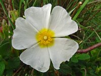 Cistus salviifolius 76, Saxifraga-Hans Grotenhuis