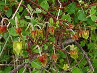 Cistus salviifolius 77, Saxifraga-Hans Grotenhuis