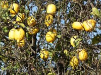 Citrus limon 7, Citroen, Saxifraga-Foto Fitis-Sytske Dijksen