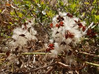 Clematis flammula 6, Scherpe clematis, Saxifraga-Ed Stikvoort