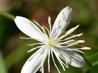 Clematis flammula 9, Scherpe clematis, Saxifraga-Sonja Bouwman  Fragrant virgin's bower - Clematis flammula - Ranunculaceae familie; Dubrovnik (Kr)