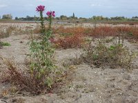 Cleome houtteana