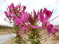 Cleome houtteana 5, Saxifraga-Ed Stikvoort