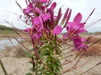 Cleome houtteana 7, Saxifraga-Ed Stikvoort