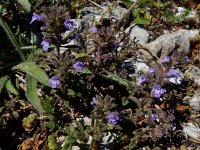 Clinopodium acinos