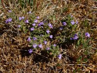 Clinopodium acinos 3, Kleine steentijm, Saxifraga-Ed Stikvoort