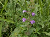 Clinopodium acinos 4, Kleine steentijm, Saxifraga-Ed Stikvoort