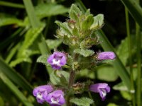 Clinopodium acinos 6, Kleine steentijm, Saxifraga-Ed Stikvoort