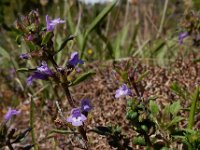 Clinopodium acinos 8, Kleine steentijm, Saxifraga-Ed Stikvoort