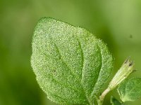 Clinopodium ascendens 2, Saxifraga-Sonja Bouwman   Opstijgende steentijm - Clinopodium ascendens - Lamiaceae familie