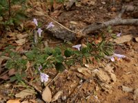 Clinopodium calamintha 5, Kleine bergsteentijm, Saxifraga-Ed Stikvoort