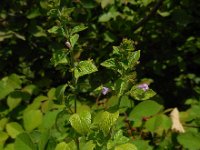 Clinopodium menthifolium 9, Bergsteentijm, Saxifraga-Ed Stikvoort