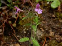 Clinopodium vulgare 26, Borstelkrans, Saxifraga-Ed Stikvoort