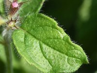 Clinopodium vulgare 30, Borstelkrans, Saxifraga-Sonja Bouwman